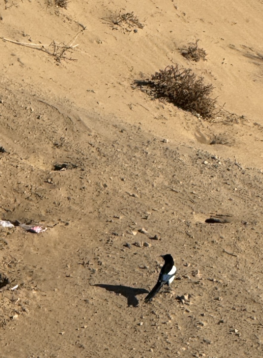 Urraca Común - ML646972255