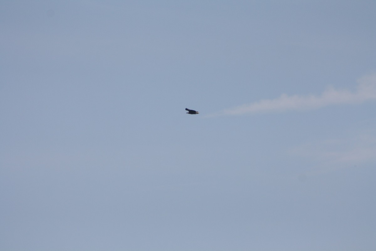 Pigargo Malgache - ML646972260