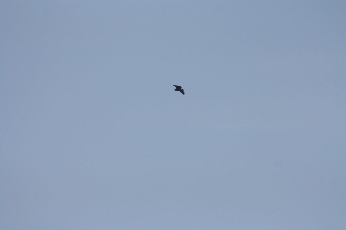 Pigargo Malgache - ML646972262