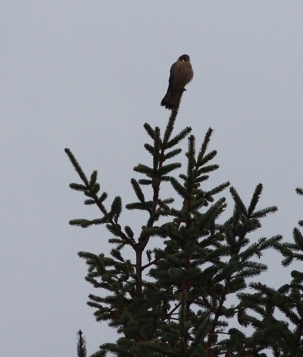 American Kestrel - ML646972265
