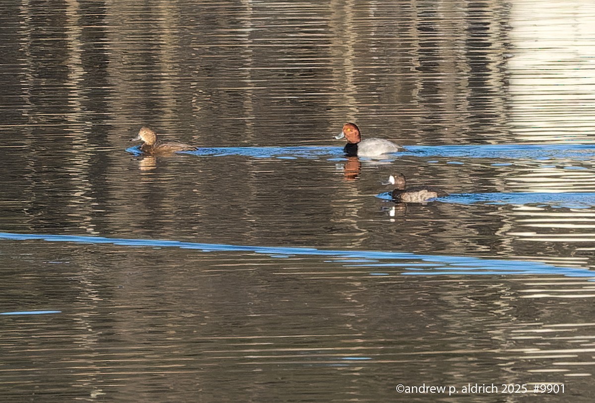 Попелюх американський - ML646972269