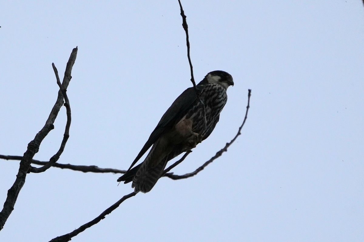 Eurasian Hobby - ML646972277