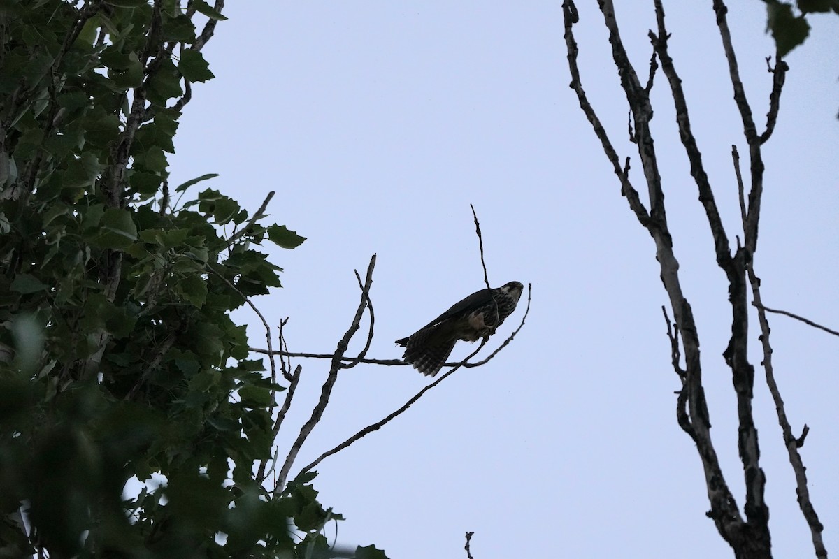 Eurasian Hobby - ML646972278