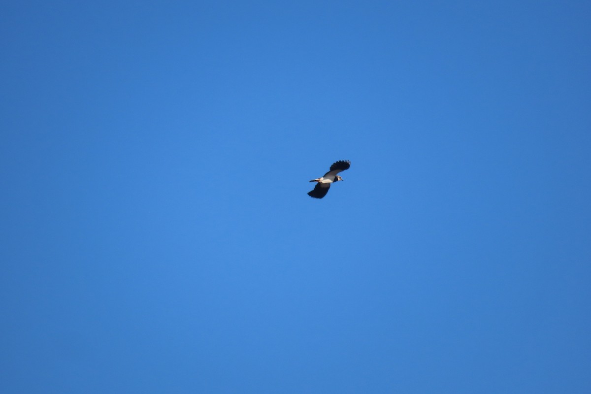 Kızkuşu - ML646972280