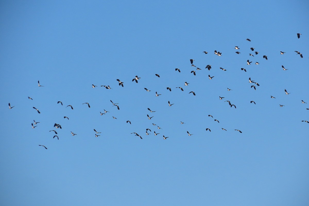 Kızkuşu - ML646972281