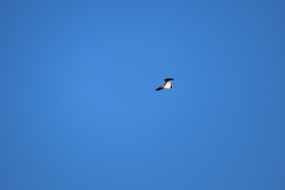 Kızkuşu - ML646972282