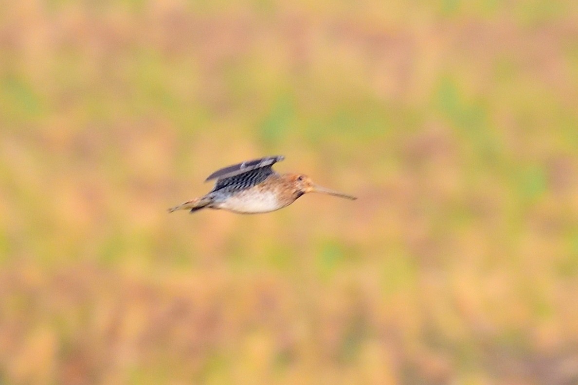 ハリオシギ - ML646972284