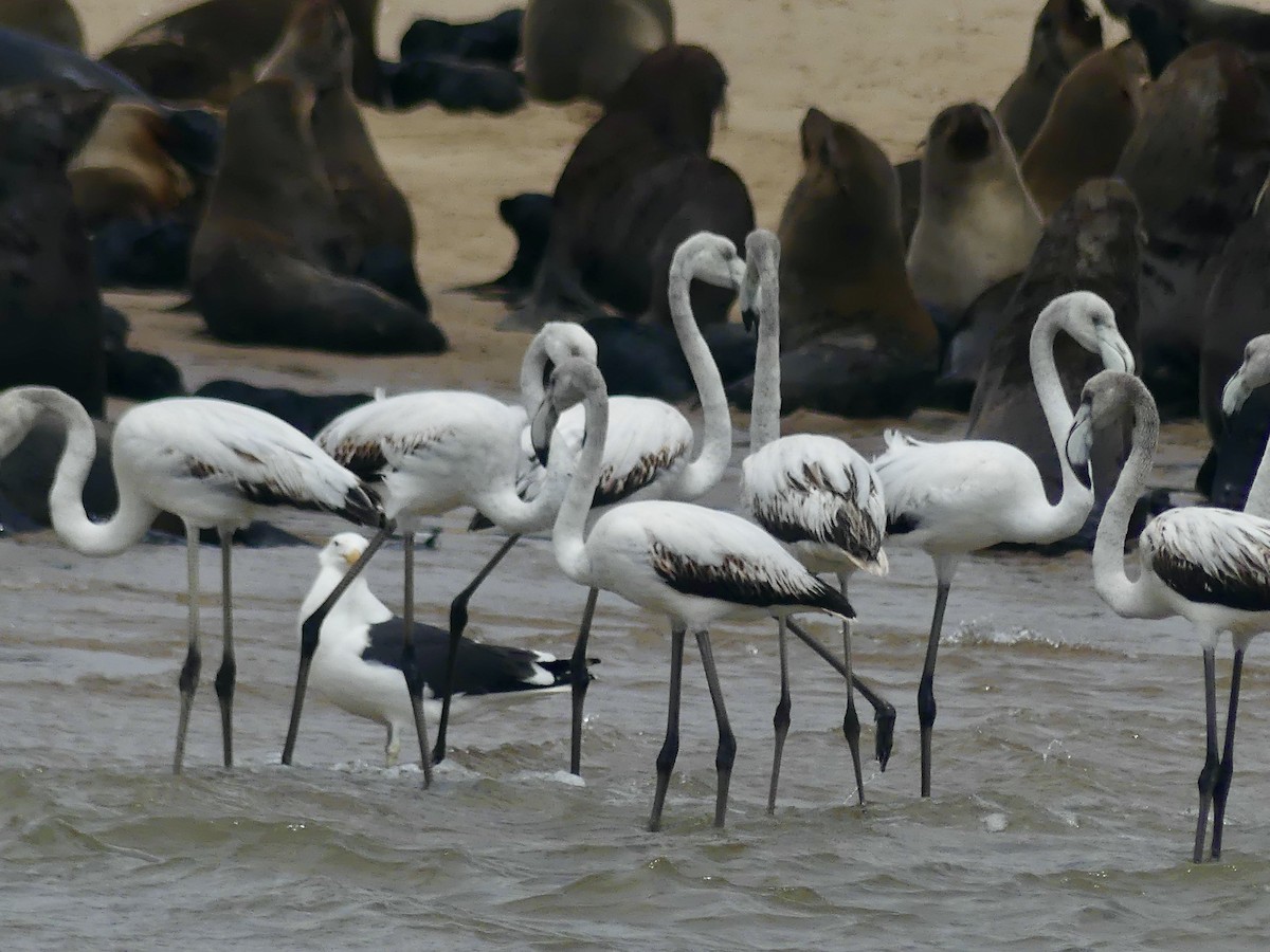 Flamenco Común - ML646972292