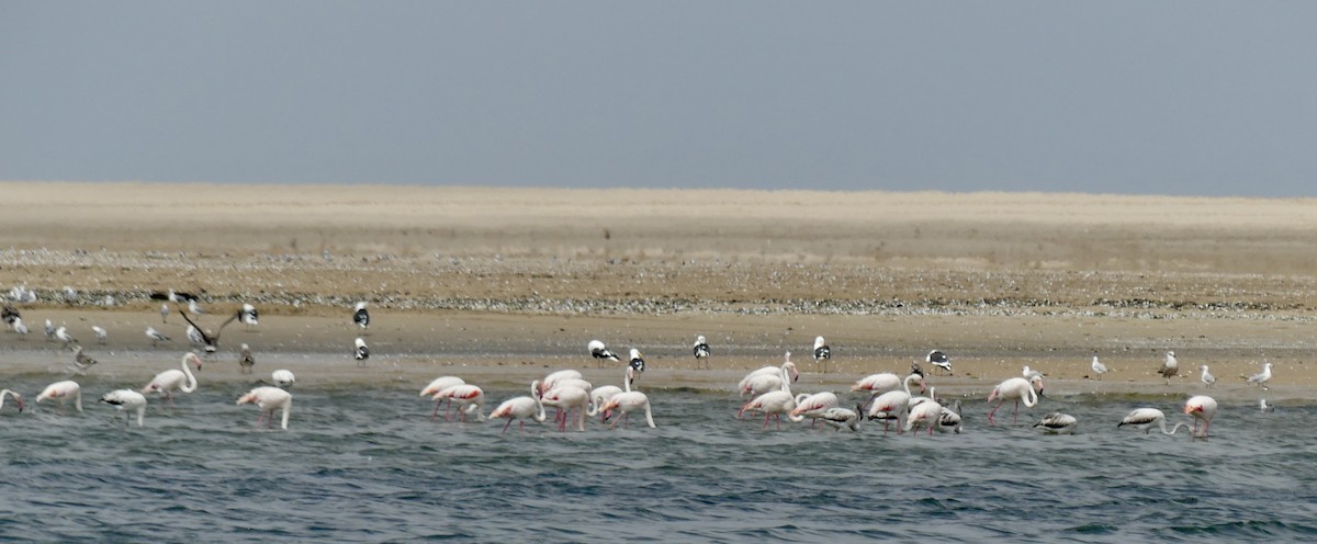 Flamenco Común - ML646972293