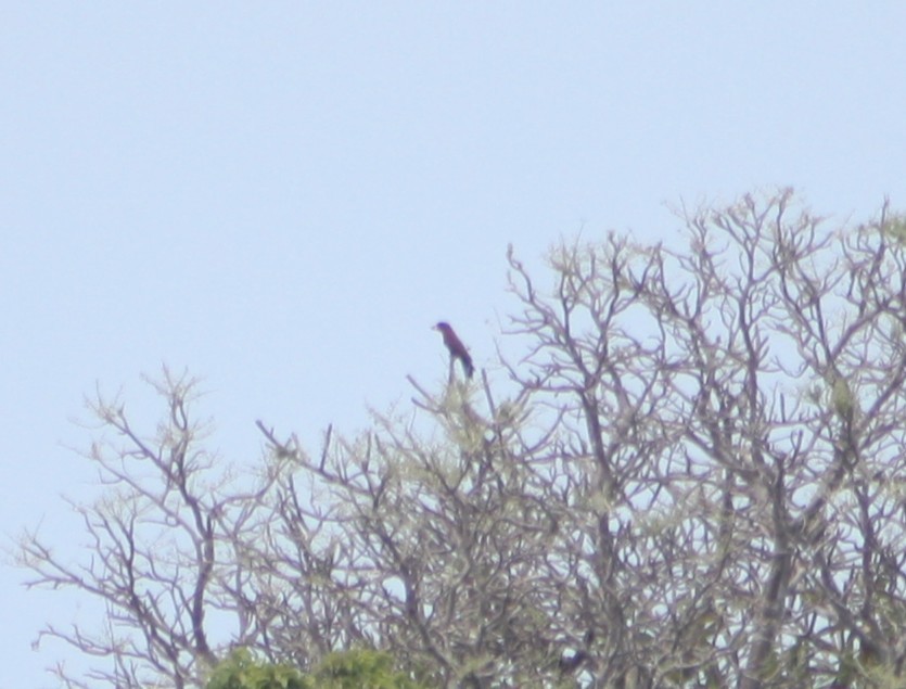 Carraca Picogorda - ML646972298