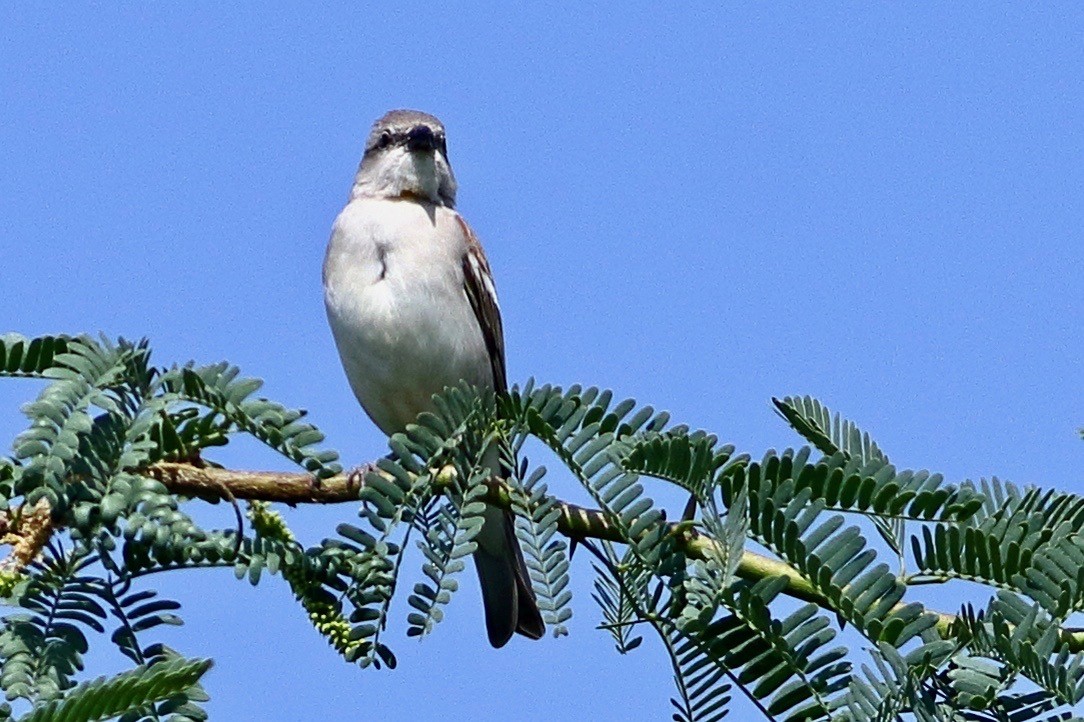 Gelbkehlsperling - ML646972299