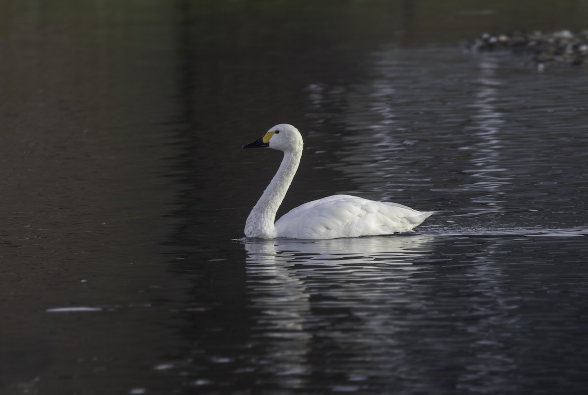 Tundra Swan - ML646972308