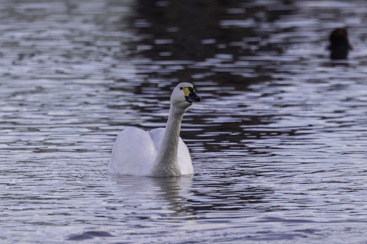 Tundra Swan - ML646972309