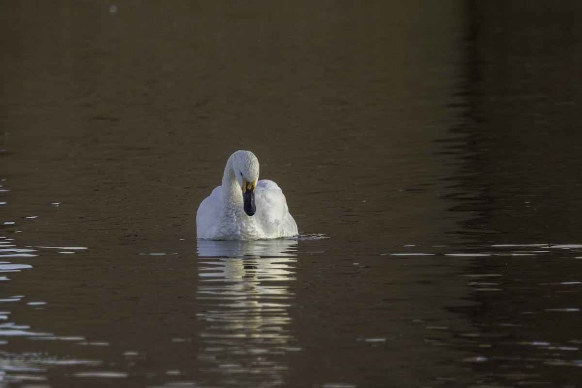 Tundra Swan - ML646972310