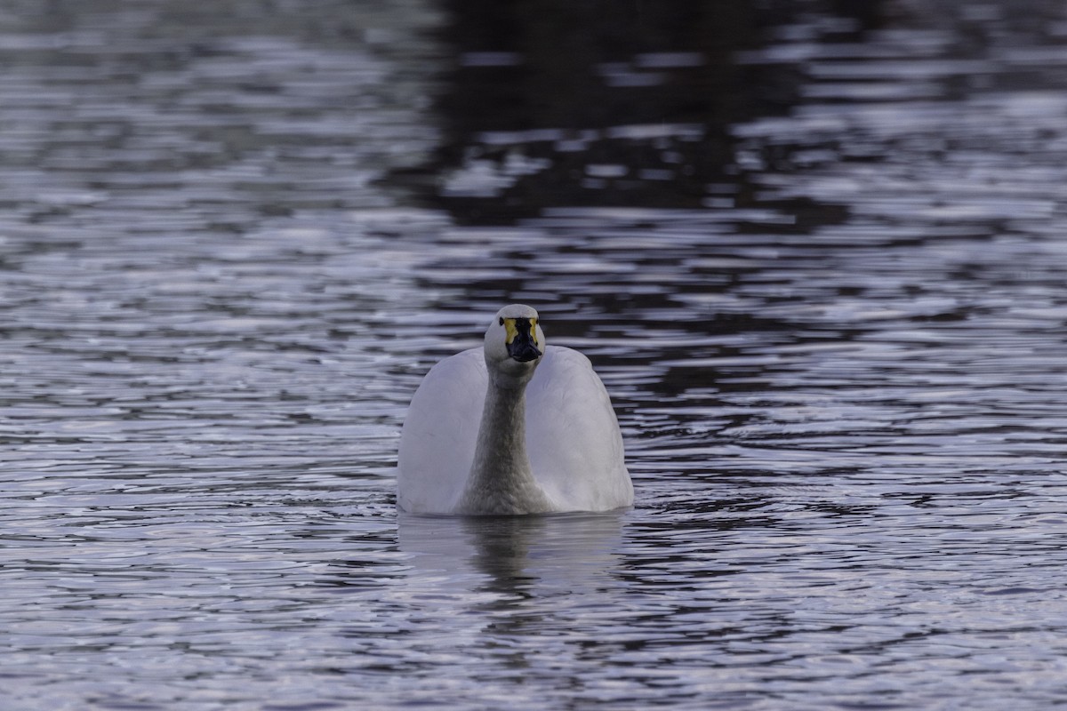 Tundra Swan - ML646972311