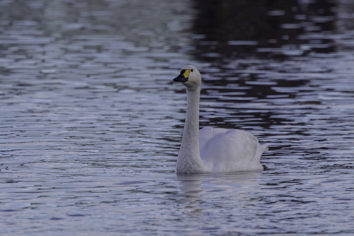 Tundra Swan - ML646972312