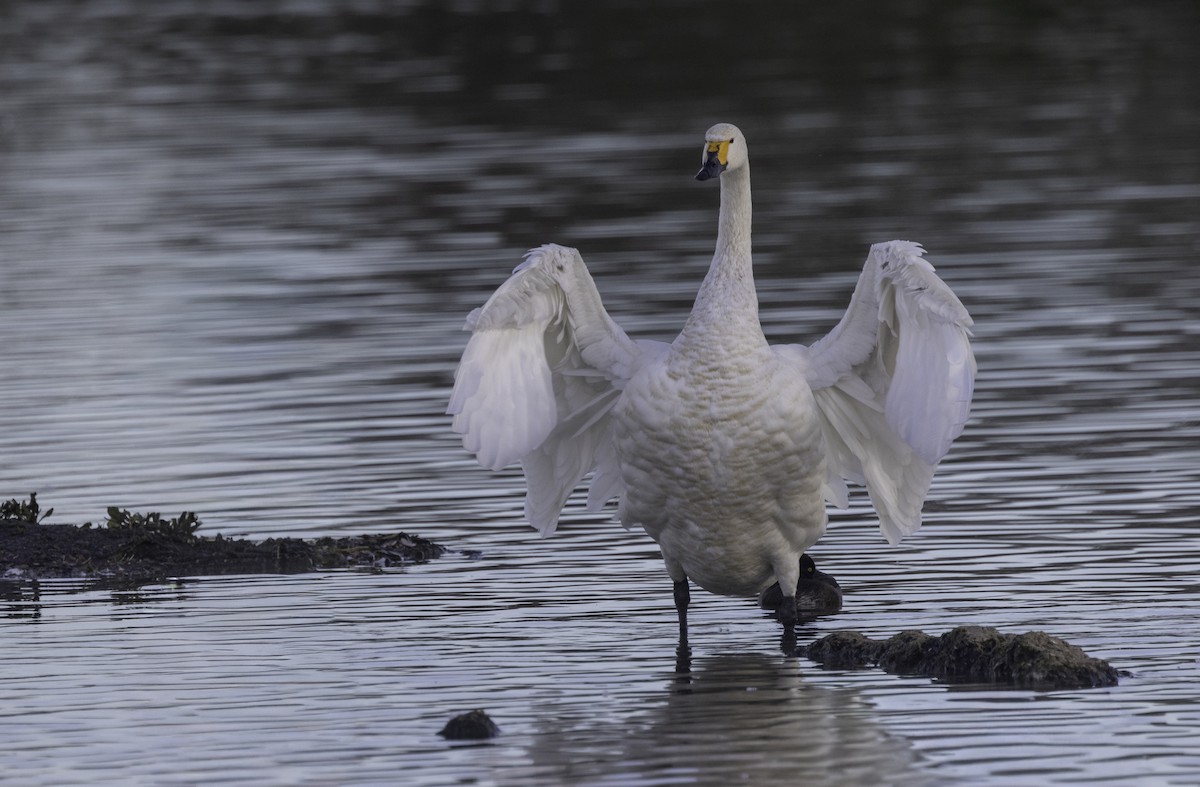 Tundra Swan - ML646972314