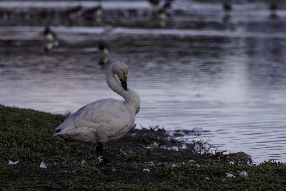 コハクチョウ - ML646972316