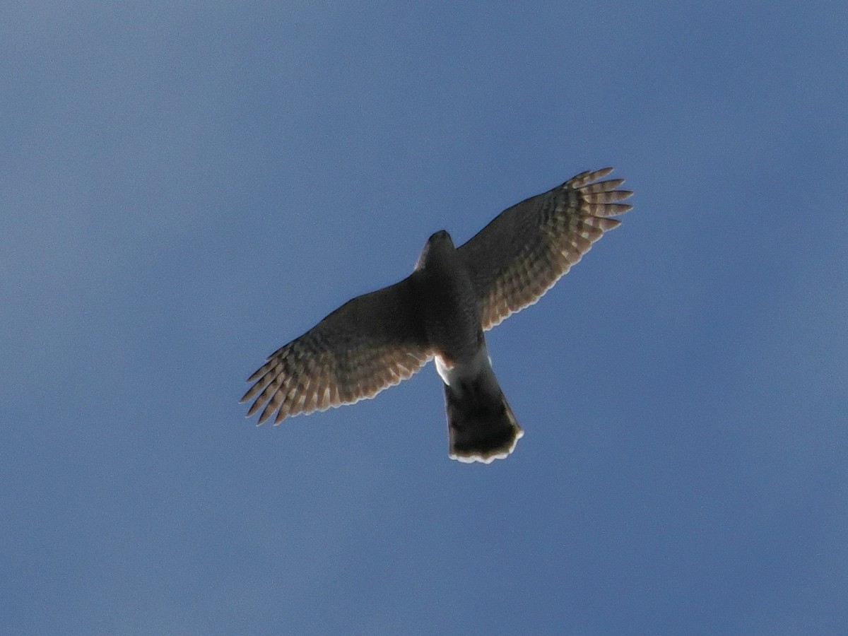 クーパーハイタカ - ML646972318