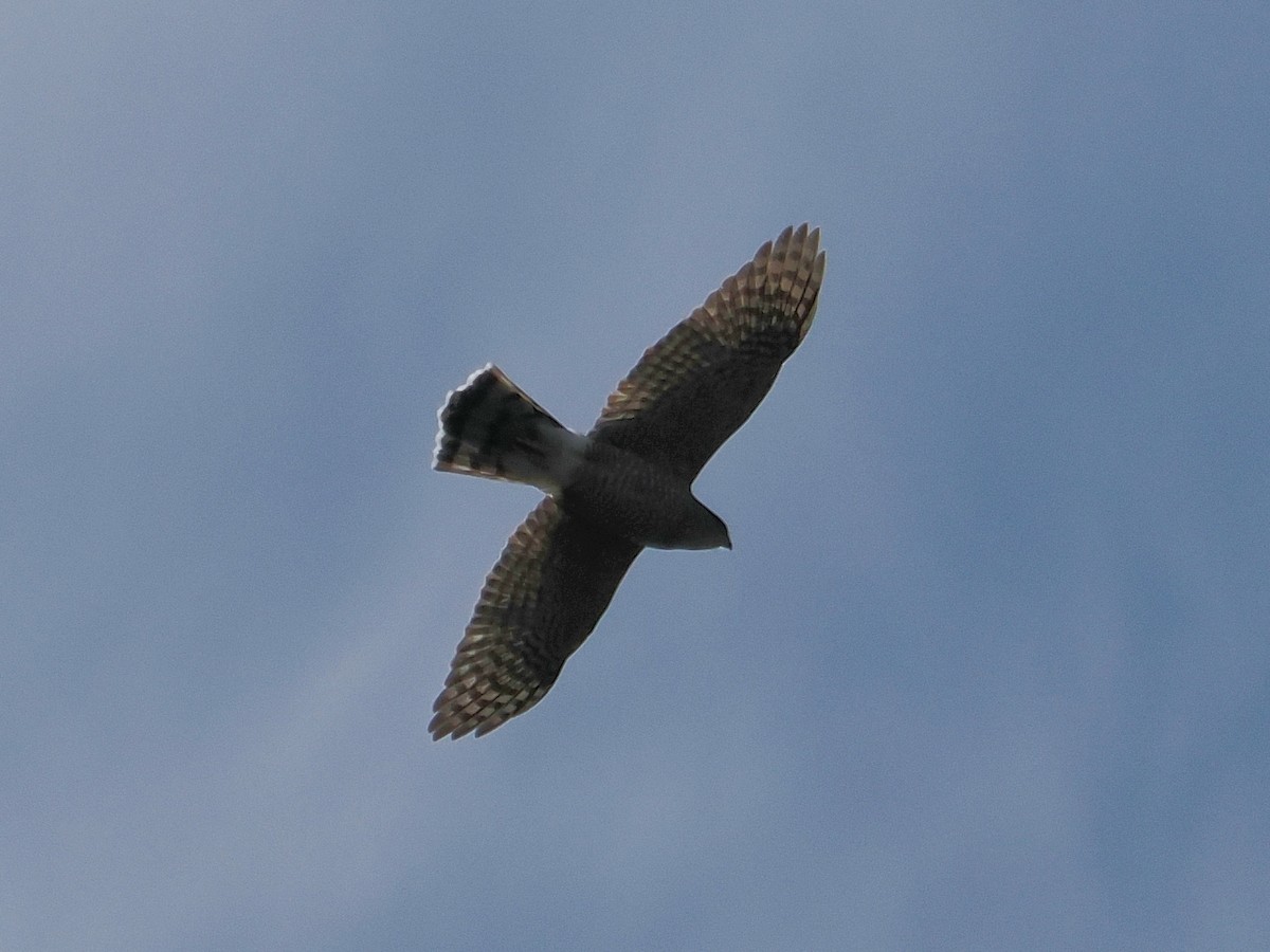 Куперов ястреб - ML646972319