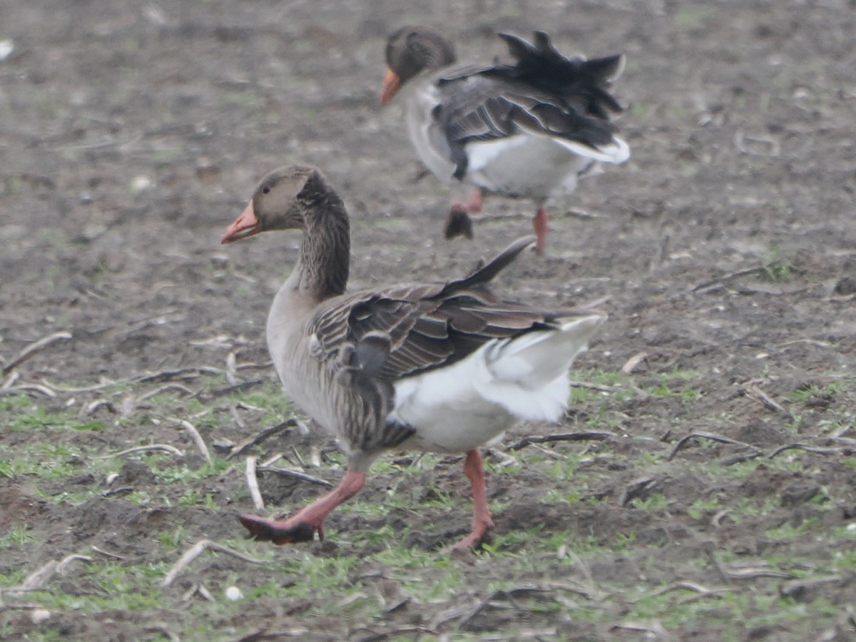 ハイイロガン - ML646972322