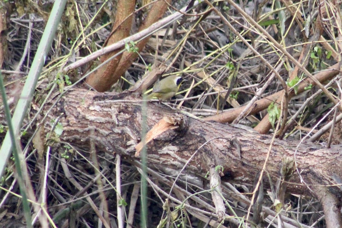 Common Yellowthroat - ML646972323