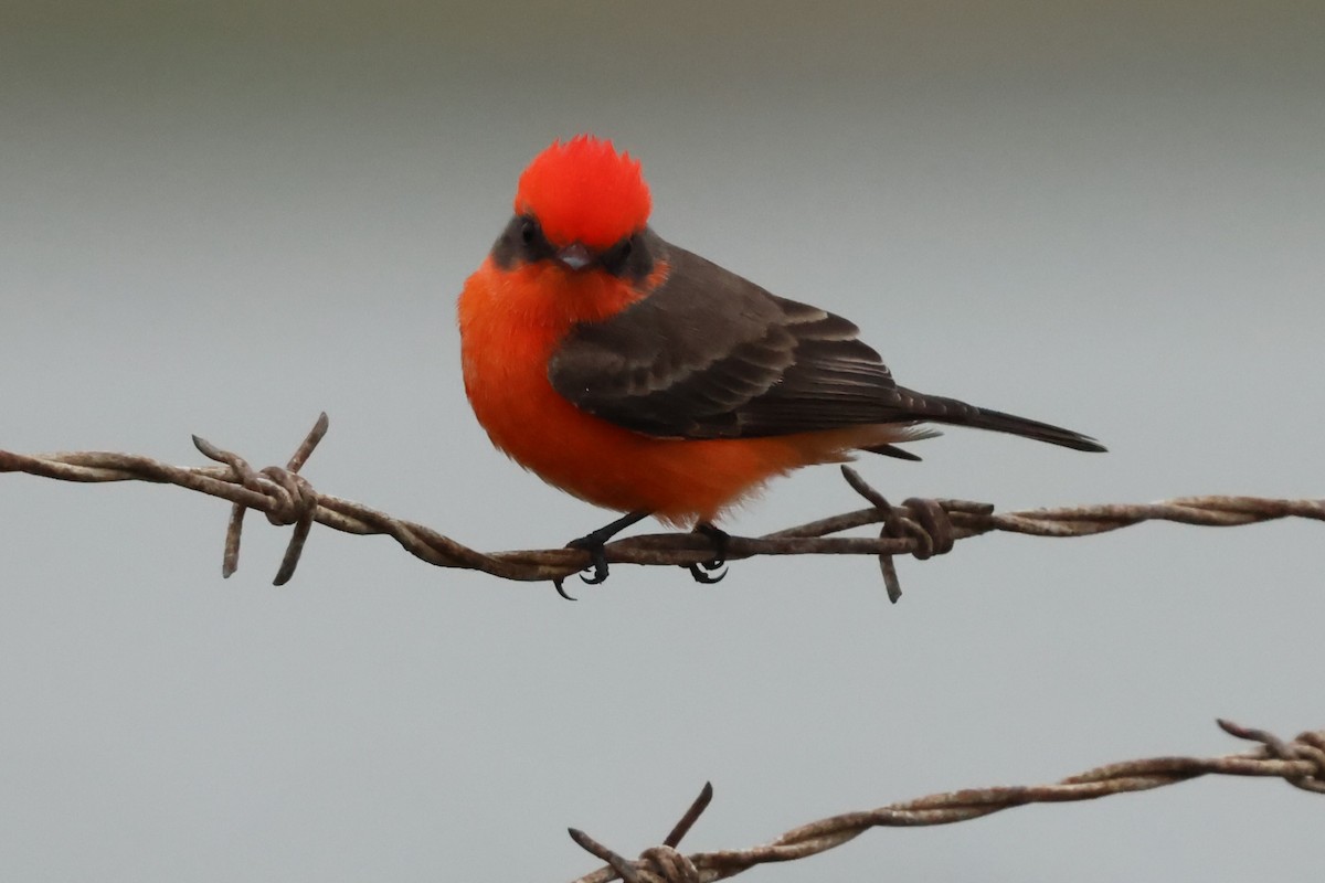 ベニタイランチョウ - ML646972324