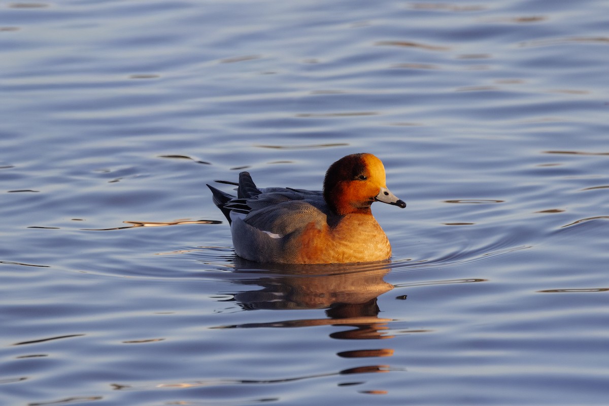 ヒドリガモ - ML646972325