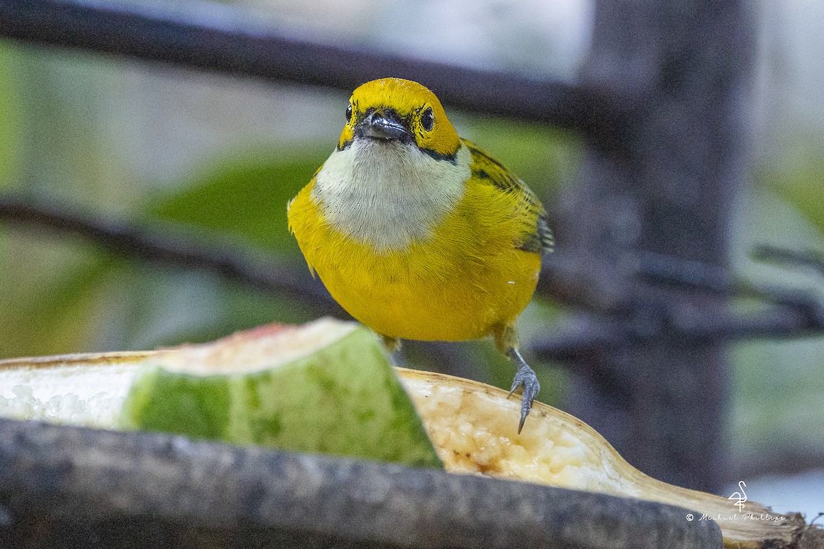 ギンノドフウキンチョウ - ML646972326