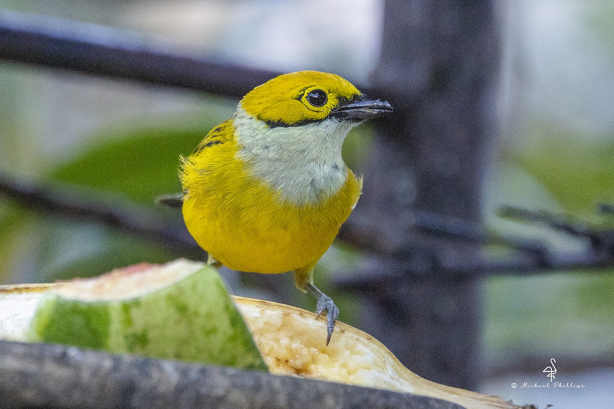 ギンノドフウキンチョウ - ML646972327