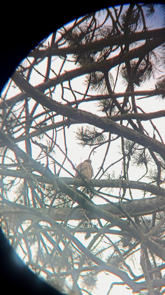 チョウゲンボウ - ML646972328