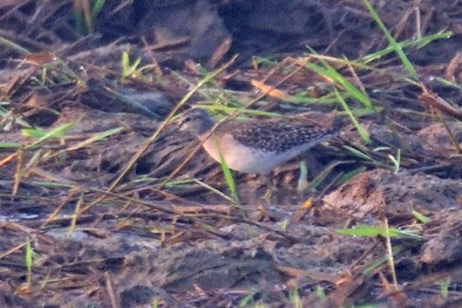 タカブシギ - ML646972329