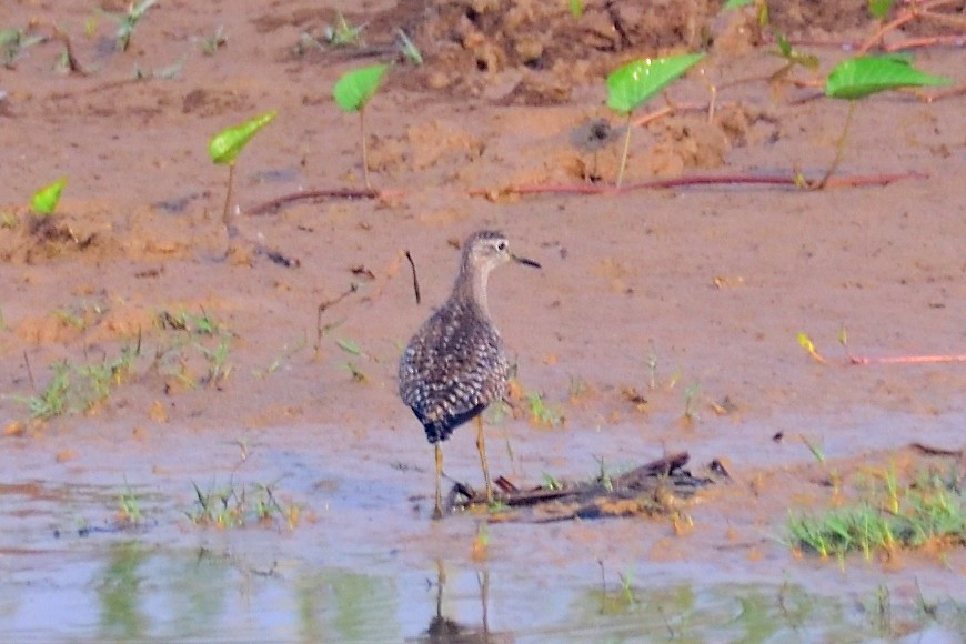 タカブシギ - ML646972330