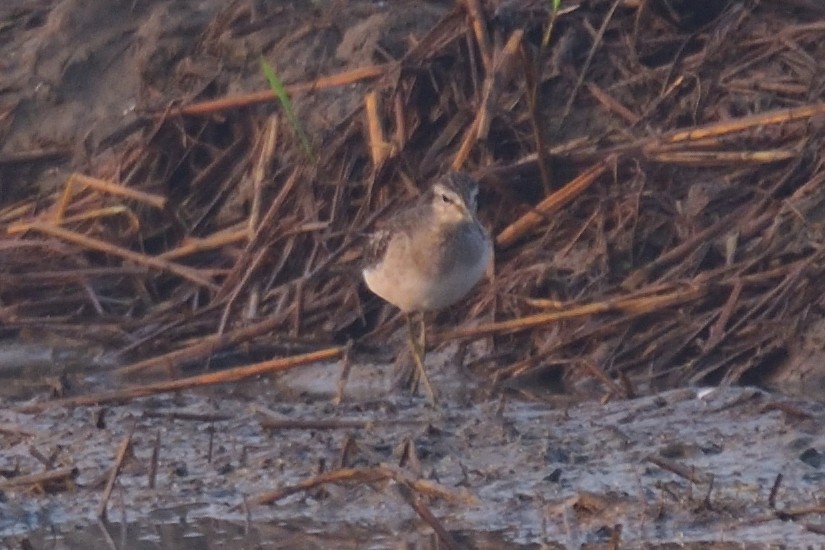 タカブシギ - ML646972331