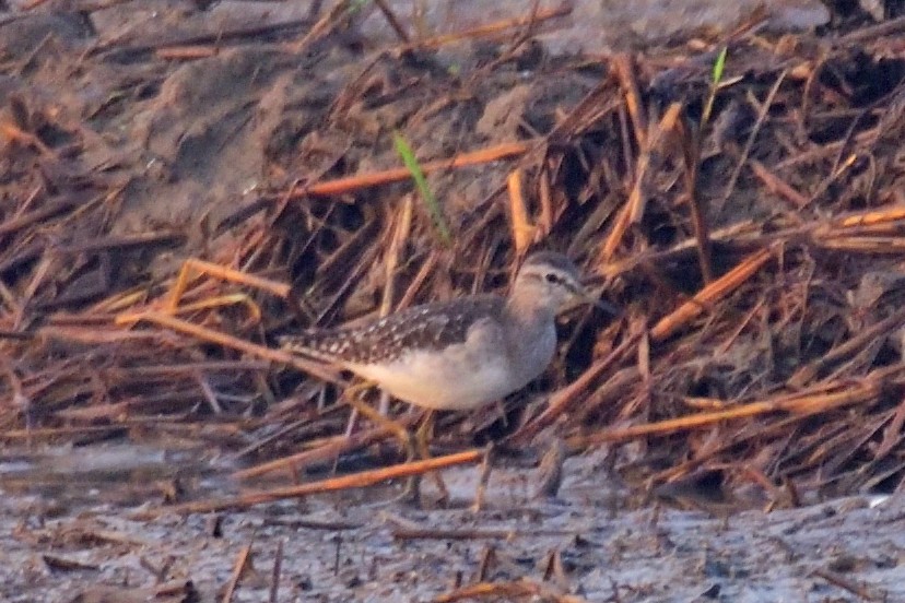 タカブシギ - ML646972332