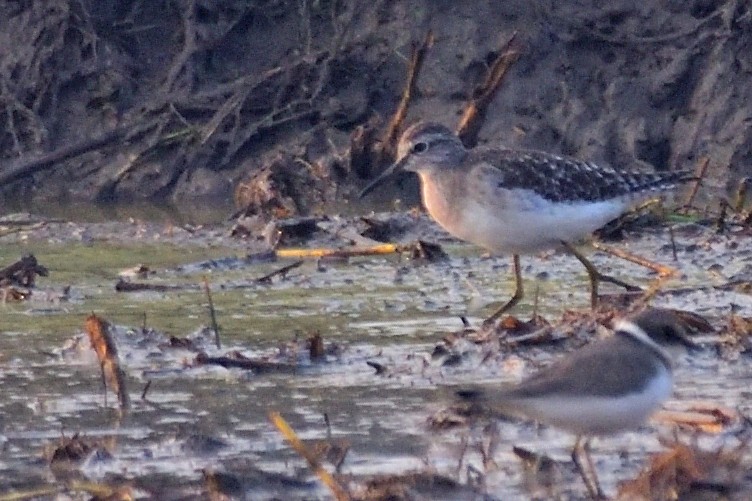 タカブシギ - ML646972333