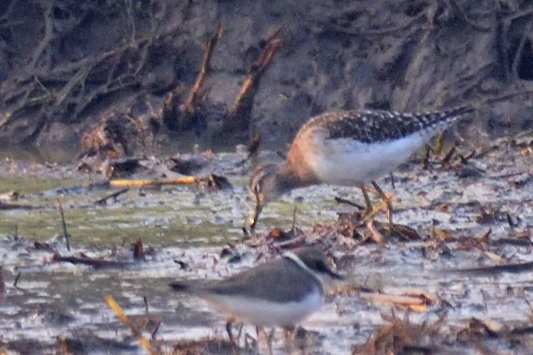 タカブシギ - ML646972334