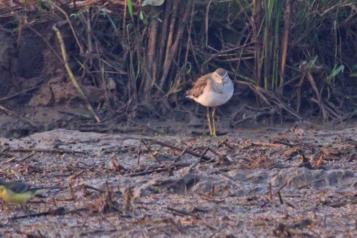 タカブシギ - ML646972335