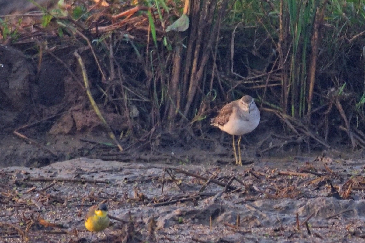 タカブシギ - ML646972336