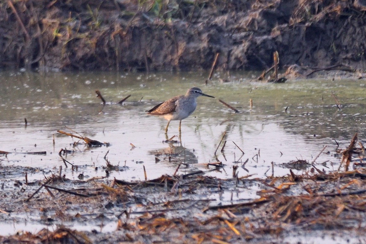 タカブシギ - ML646972337