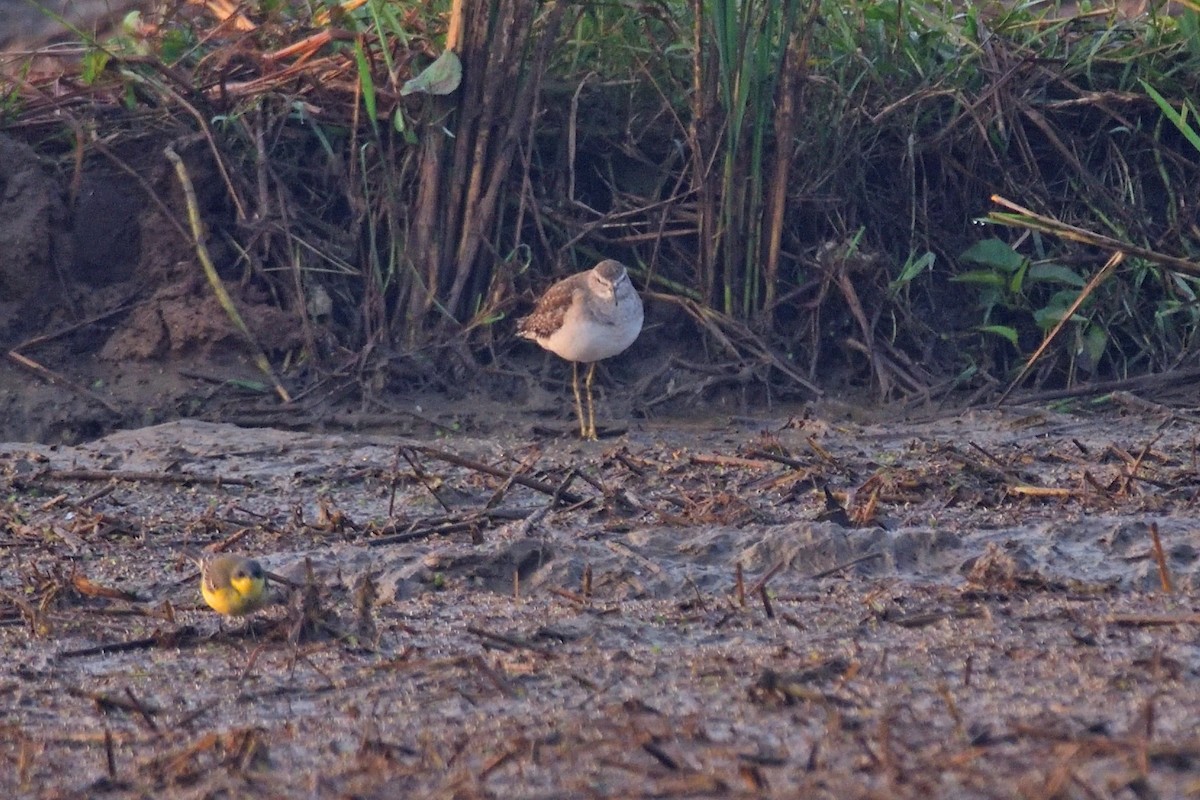 タカブシギ - ML646972338