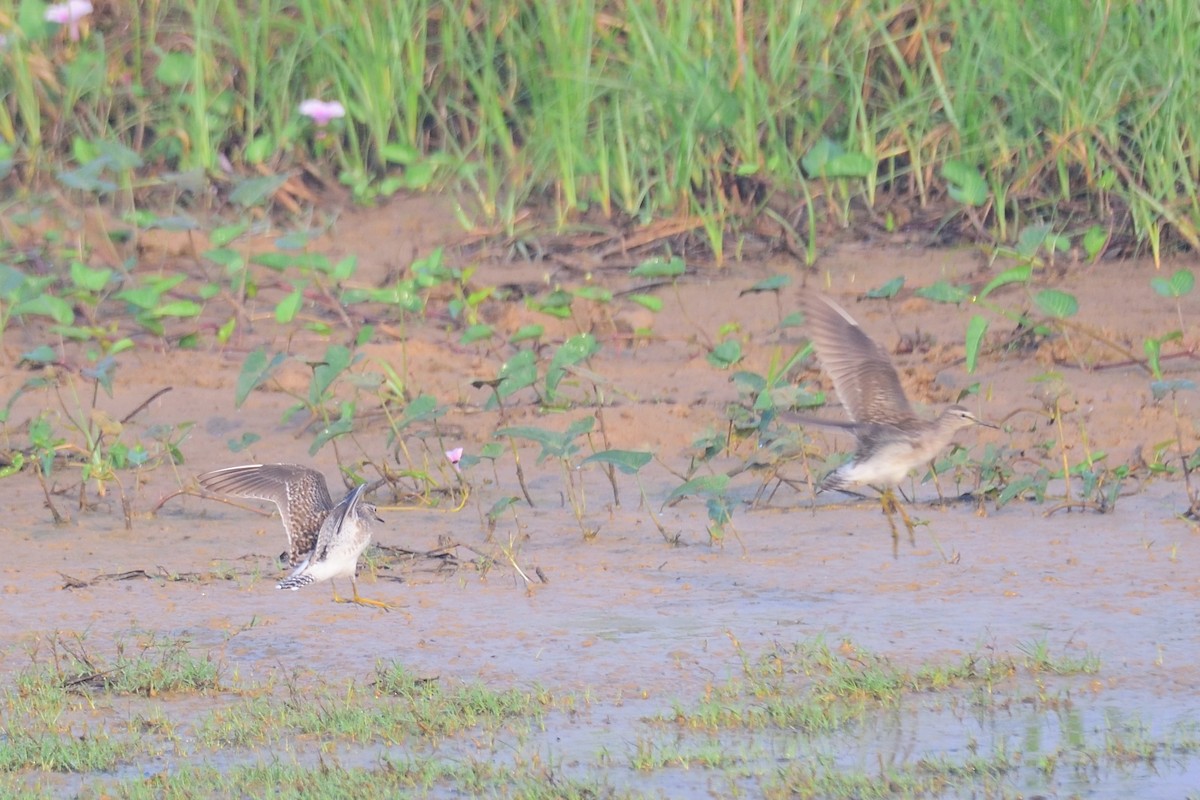 タカブシギ - ML646972339