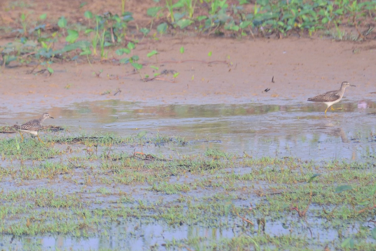 タカブシギ - ML646972340