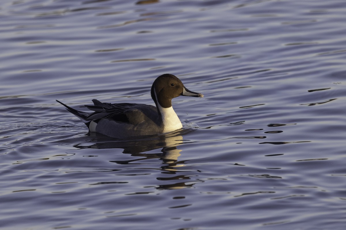 オナガガモ - ML646972341