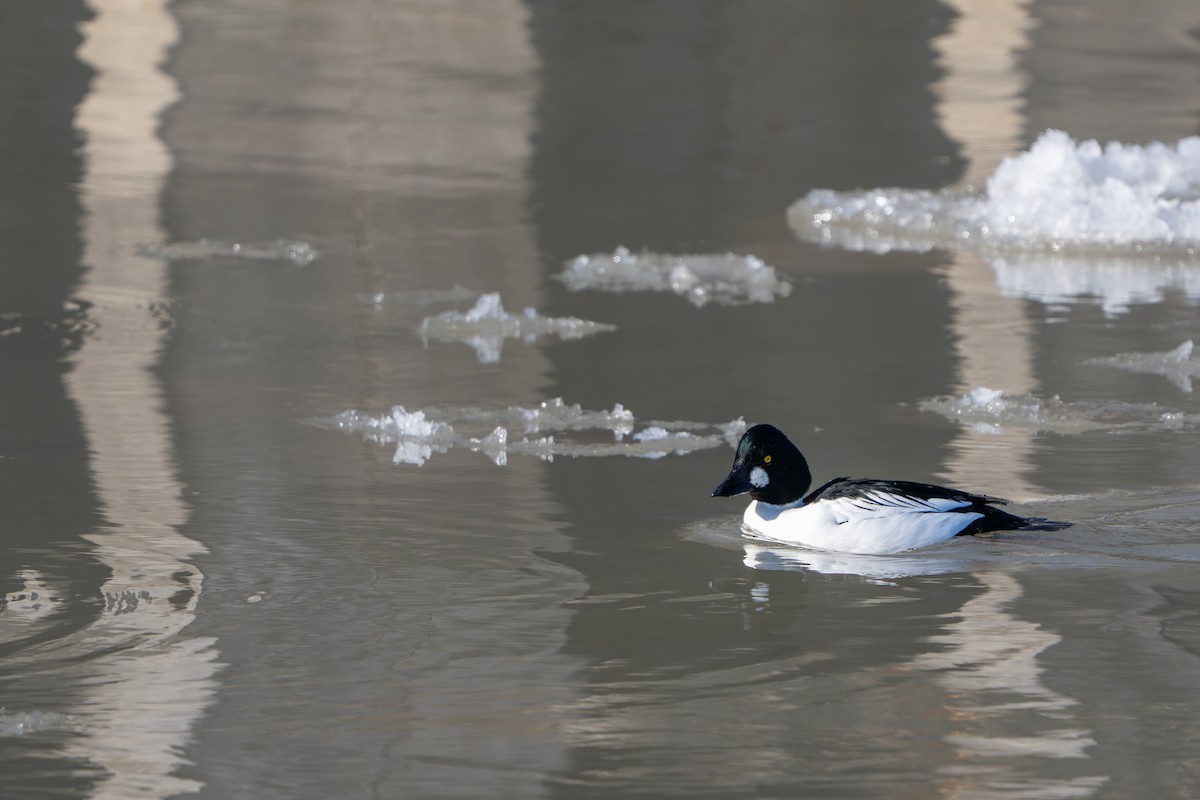 ホオジロガモ - ML646972342