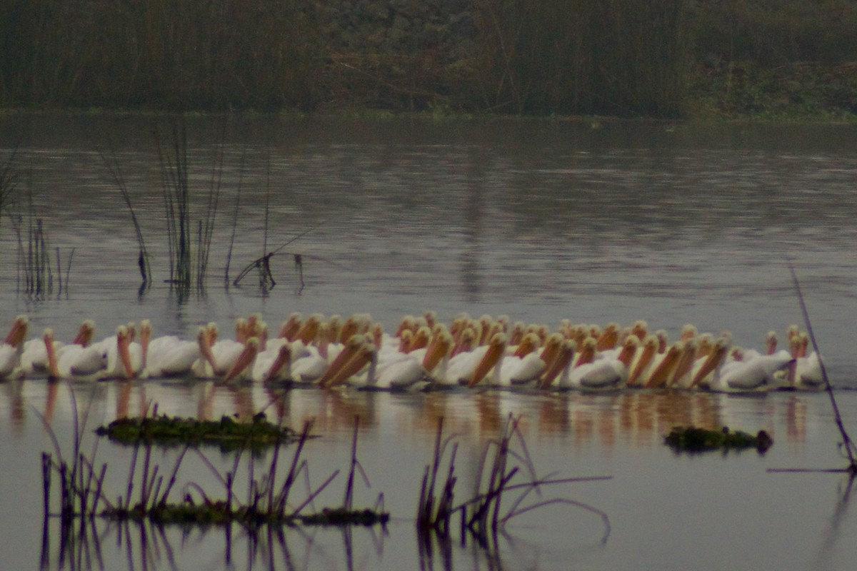 アメリカシロペリカン - ML646972343