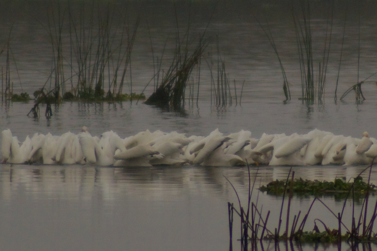 アメリカシロペリカン - ML646972344