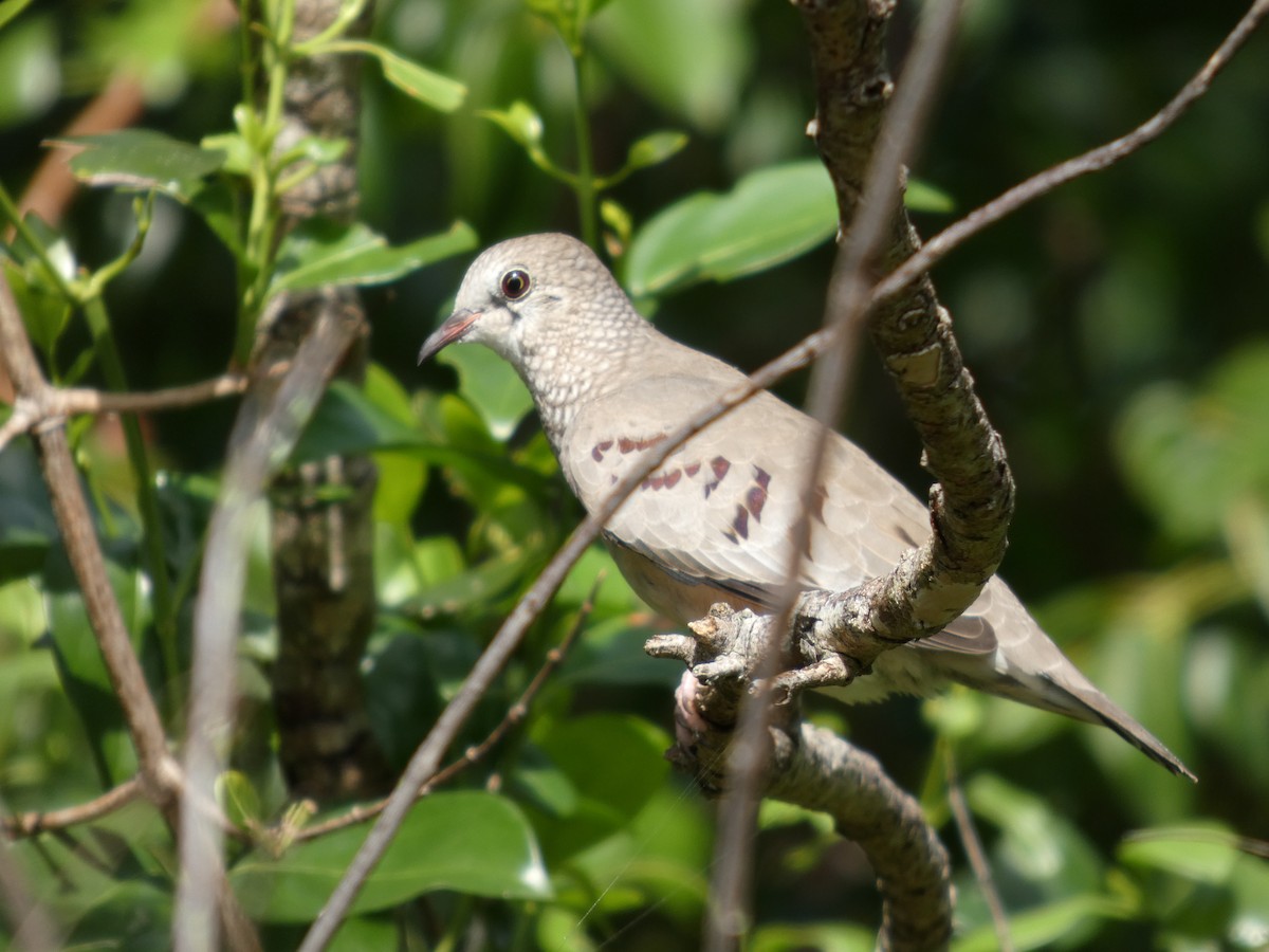 スズメバト - ML646972345