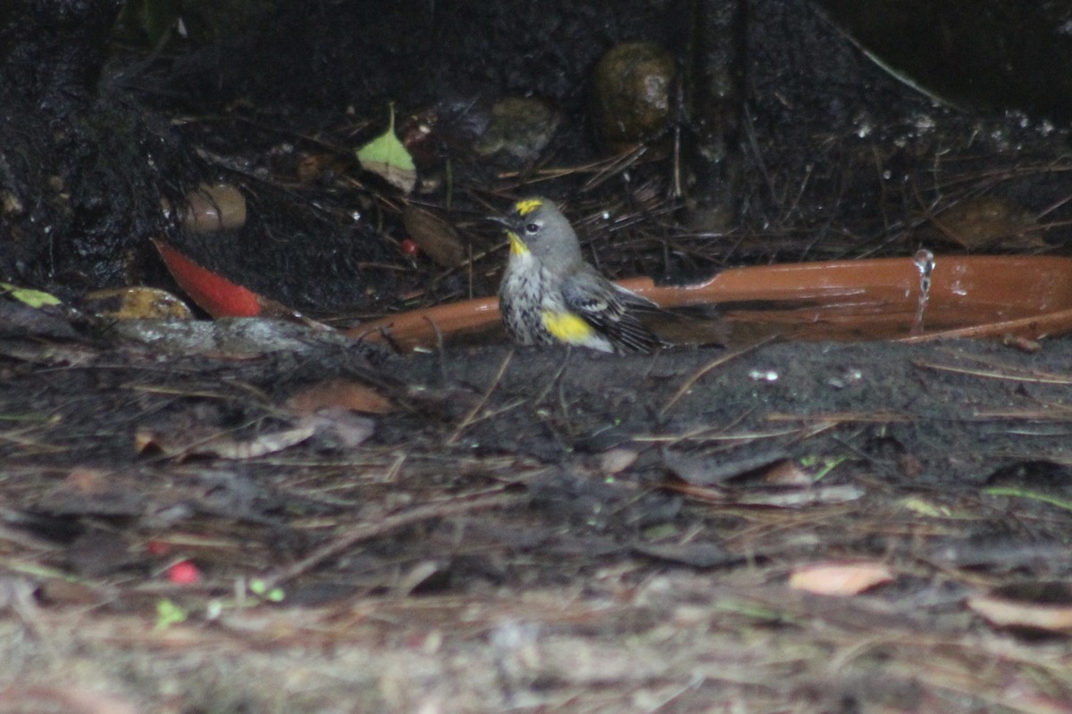 キヅタアメリカムシクイ - ML646972346