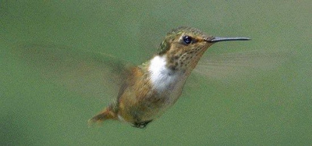 コスタリカノドジロフトオハチドリ - ML646972347